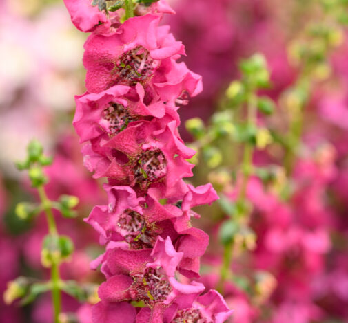 Alonia™ Big Dark Pink