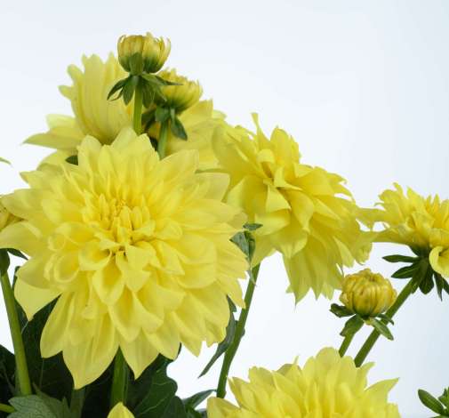 Darlin’™ Yellow