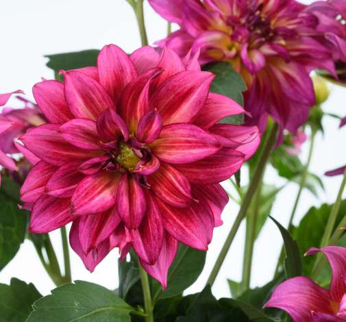 Darlin’™ Radiant Pink