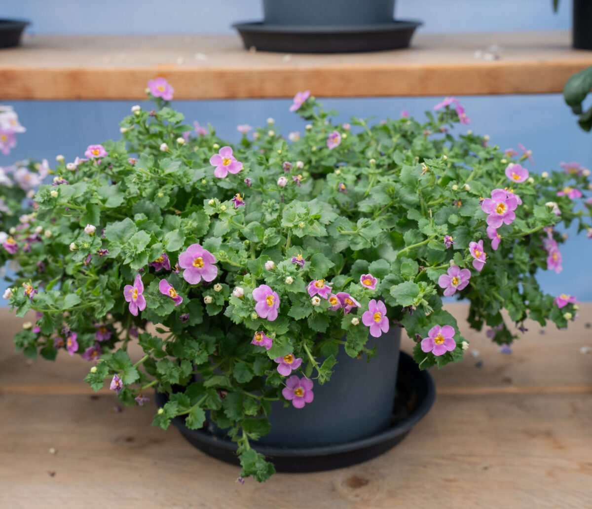 Scopia® Gulliver Pink