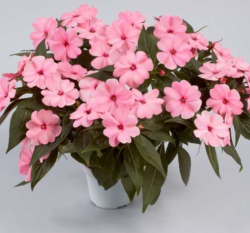 Harmony® Pink Smile