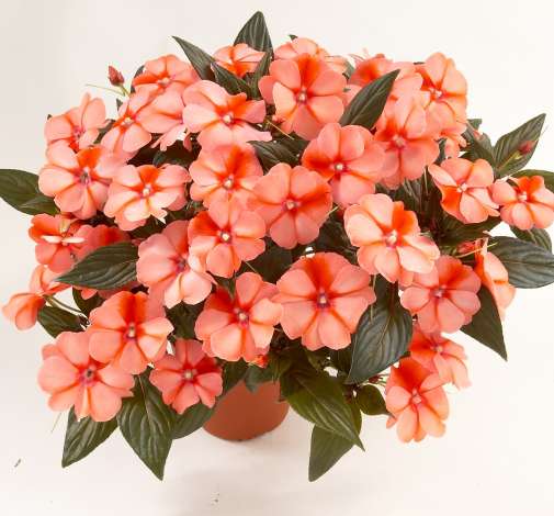 Harmony® Apricot Cream