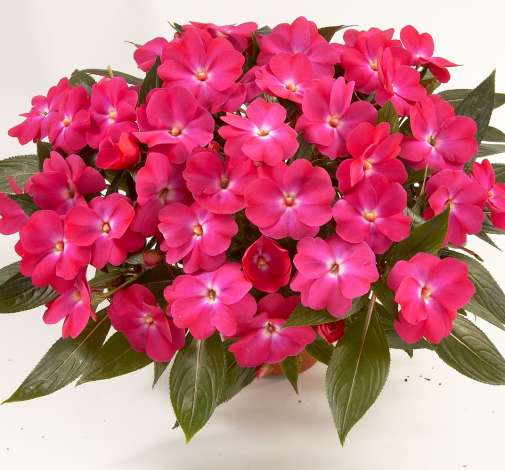 Harmony® Dark Pink