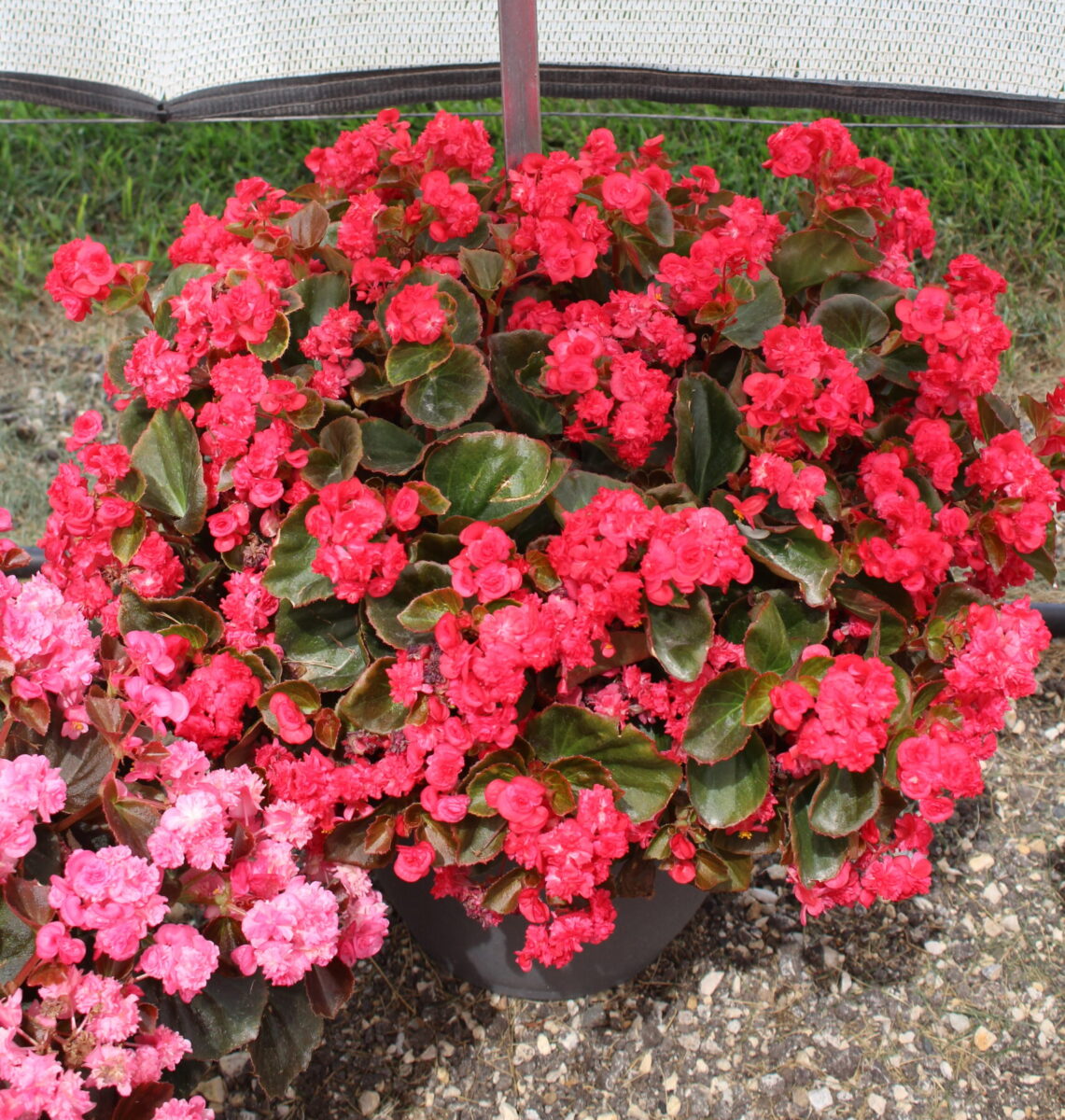 Doublet™ Red