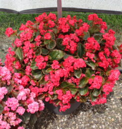 Doublet™ Red