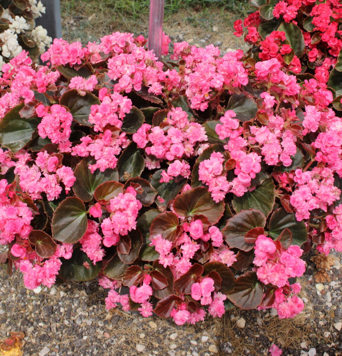 Doublet™ Rose