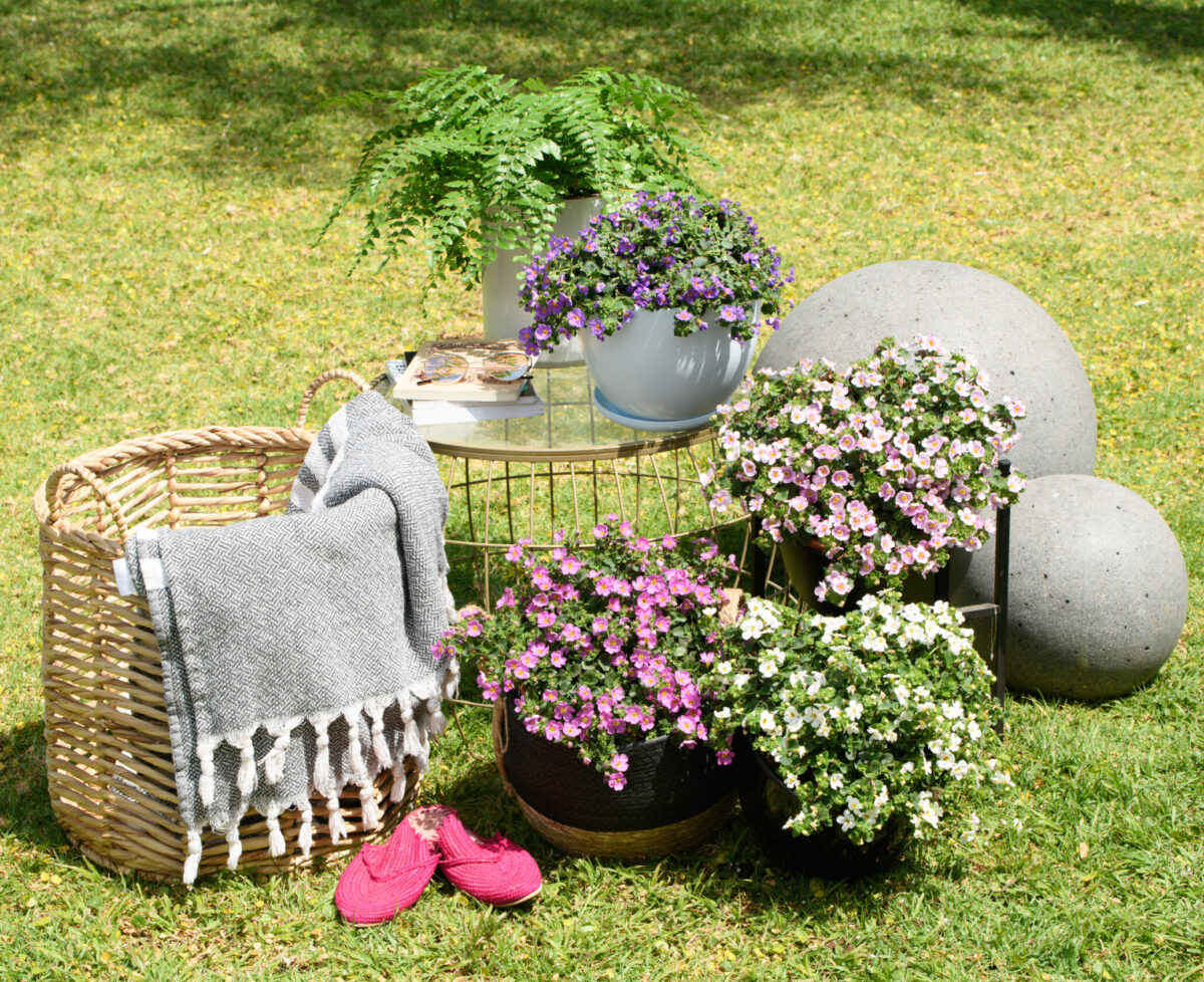 Scopia® Gulliver Compact White