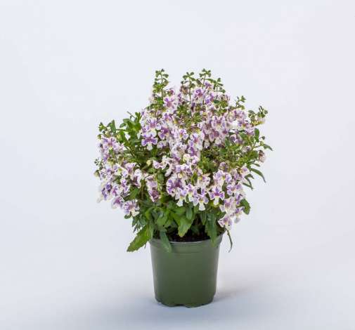 Alonia™ Bicolor Violet