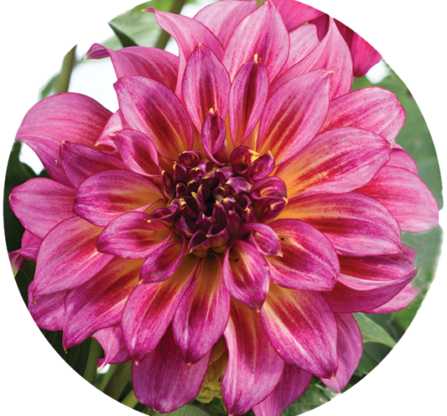 Darlin’™ Radiant Pink