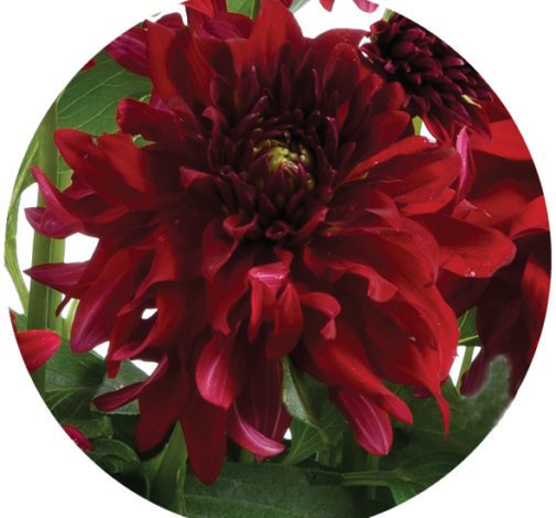 Darlin’™ Ruby