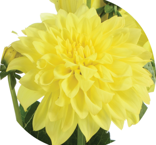Darlin’™ Yellow