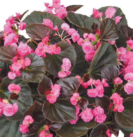 Doublet™ Rose
