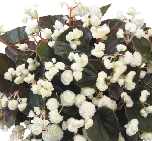Doublet™ White