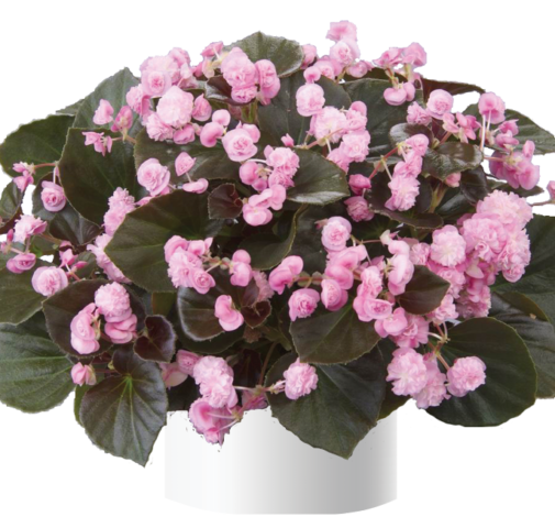 Doublet™ Pink