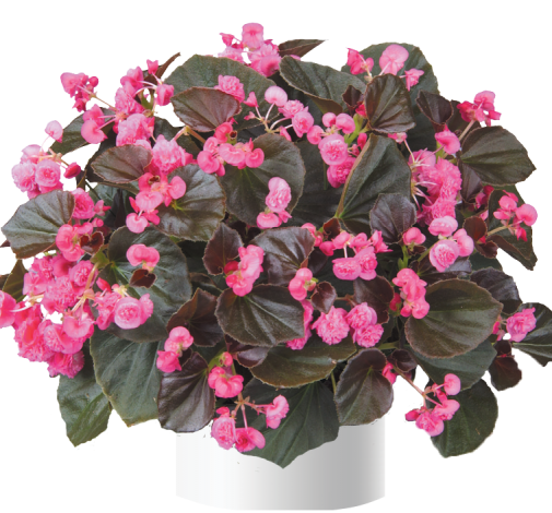 Doublet™ Rose