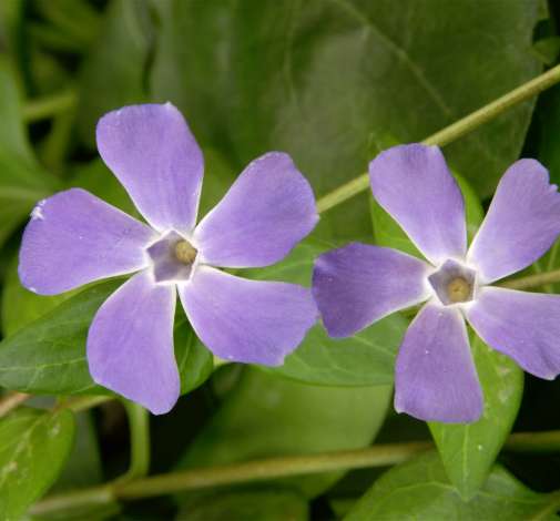 Vinca Variegata