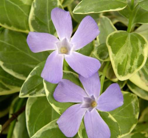 Vinca Variegata