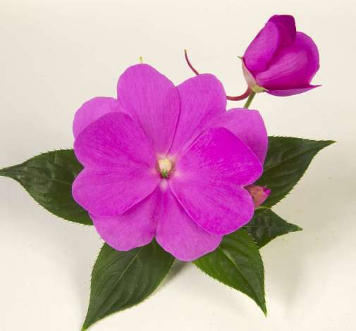 Harmony® Dark Lilac