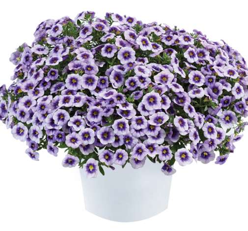 Eyeconic™ Purple