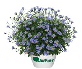 Felicity™ Blue