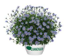 Felicity™ Blue