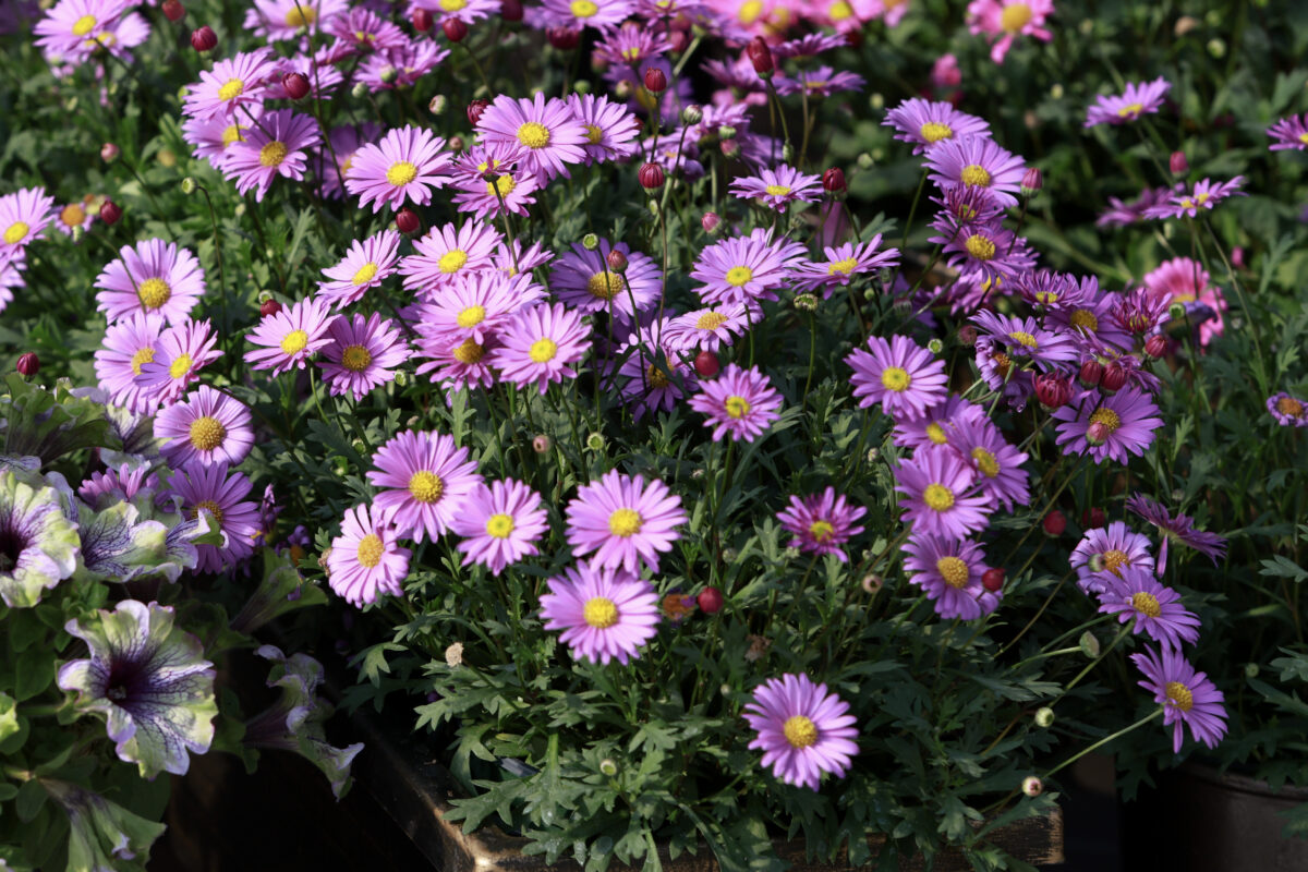 Fresco™ Purple