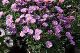 Fresco™ Purple