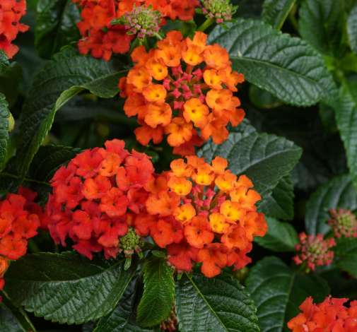 Gem™ Compact Orange Fire