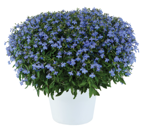 GLOW™ ELECTRIC BLUE