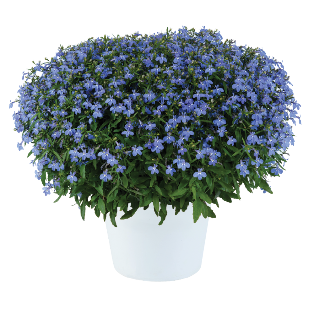 GLOW™ ELECTRIC BLUE
