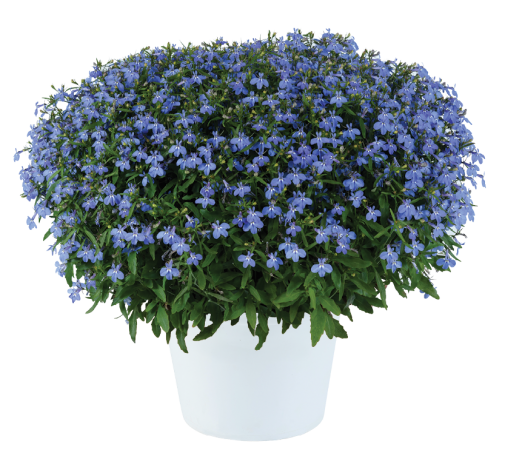 GLOW™ ELECTRIC BLUE
