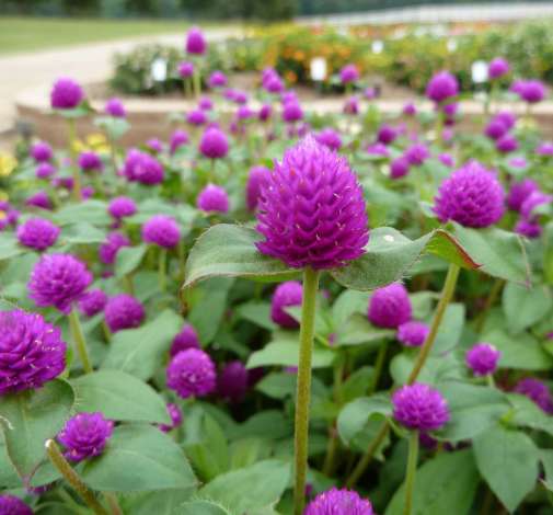 Pinball™ Purple