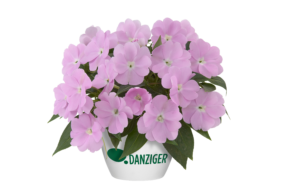 Harmony® Pastel Lavender