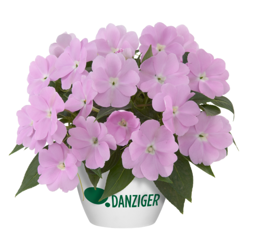 Harmony® Pastel Lavender