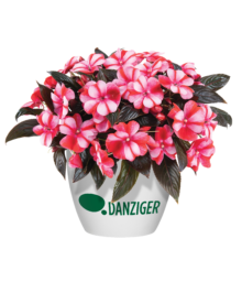 Harmony® Bicolor Red