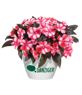 Harmony® Bicolor Red
