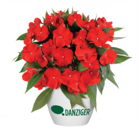 Harmony® Bold Red