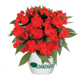 Harmony® Bold Red