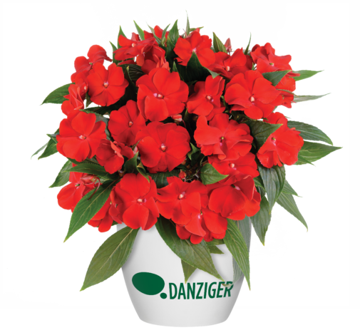 Harmony® Bold Red