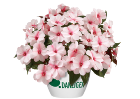 Harmony® Candy Cream