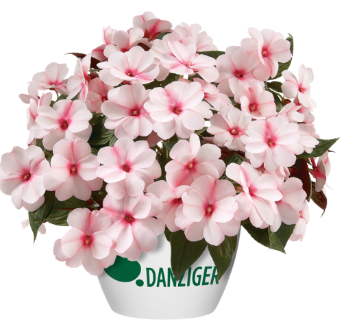 Harmony® Candy Cream