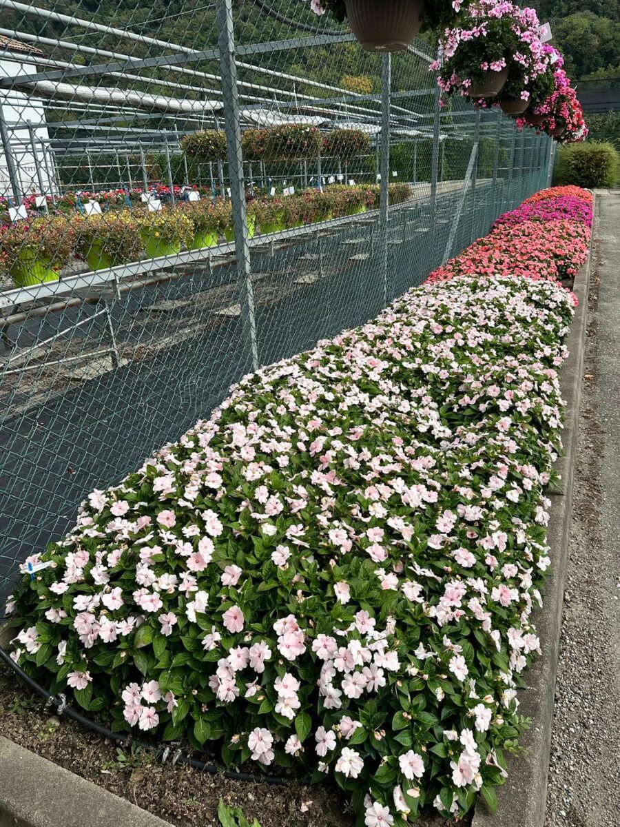 Harmony® Candy Cream