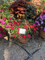 Harmony® Colorfall™ Neon Red