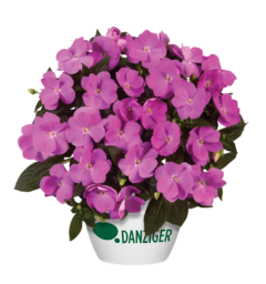 Harmony® Dark Lavender