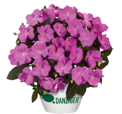 Harmony® Dark Lavender