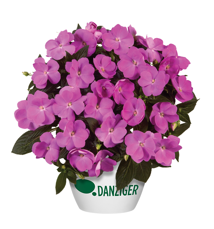 Harmony® Dark Lavender