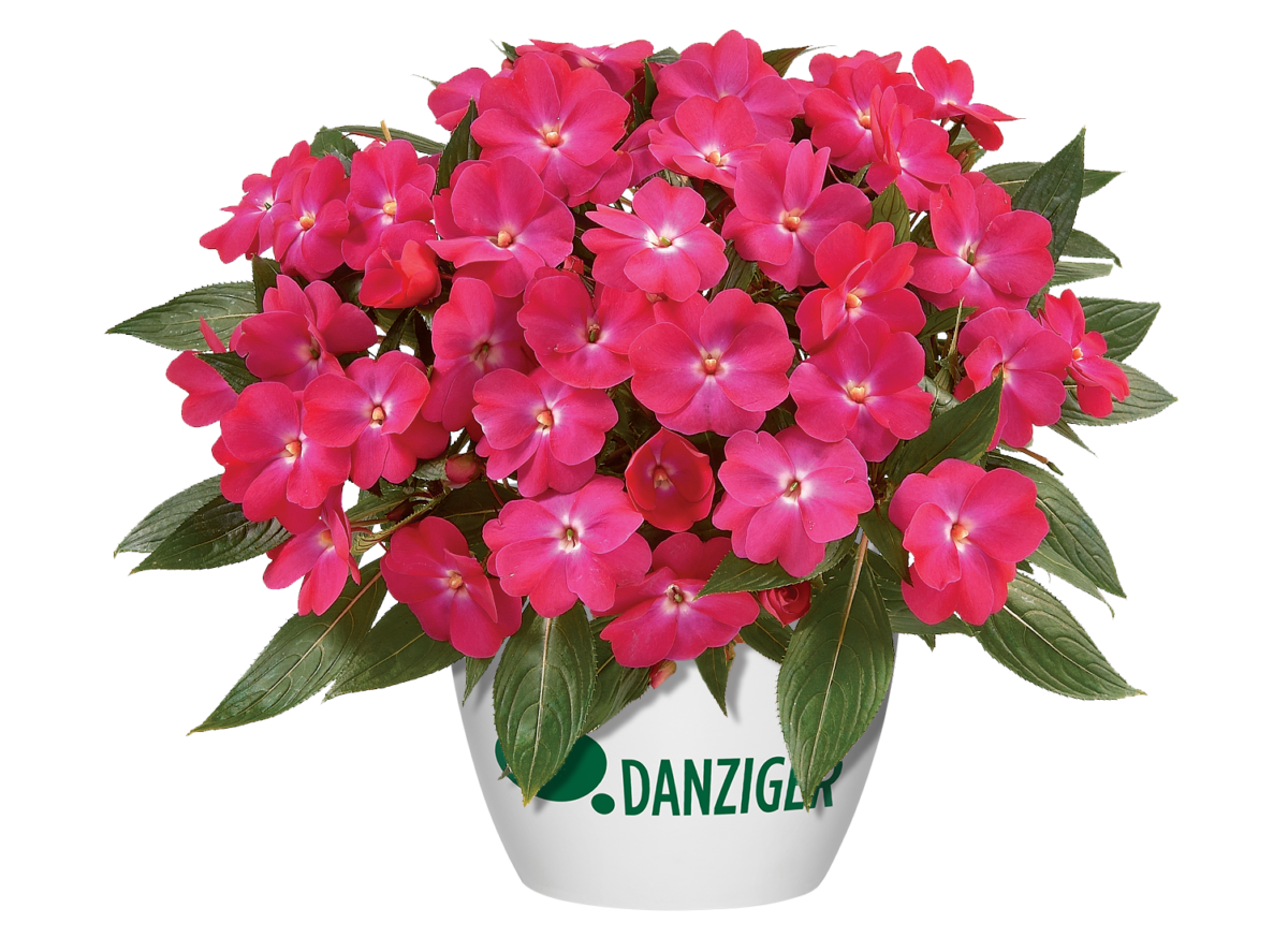 Harmony® Dark Pink
