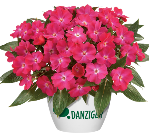 Harmony® Dark Pink