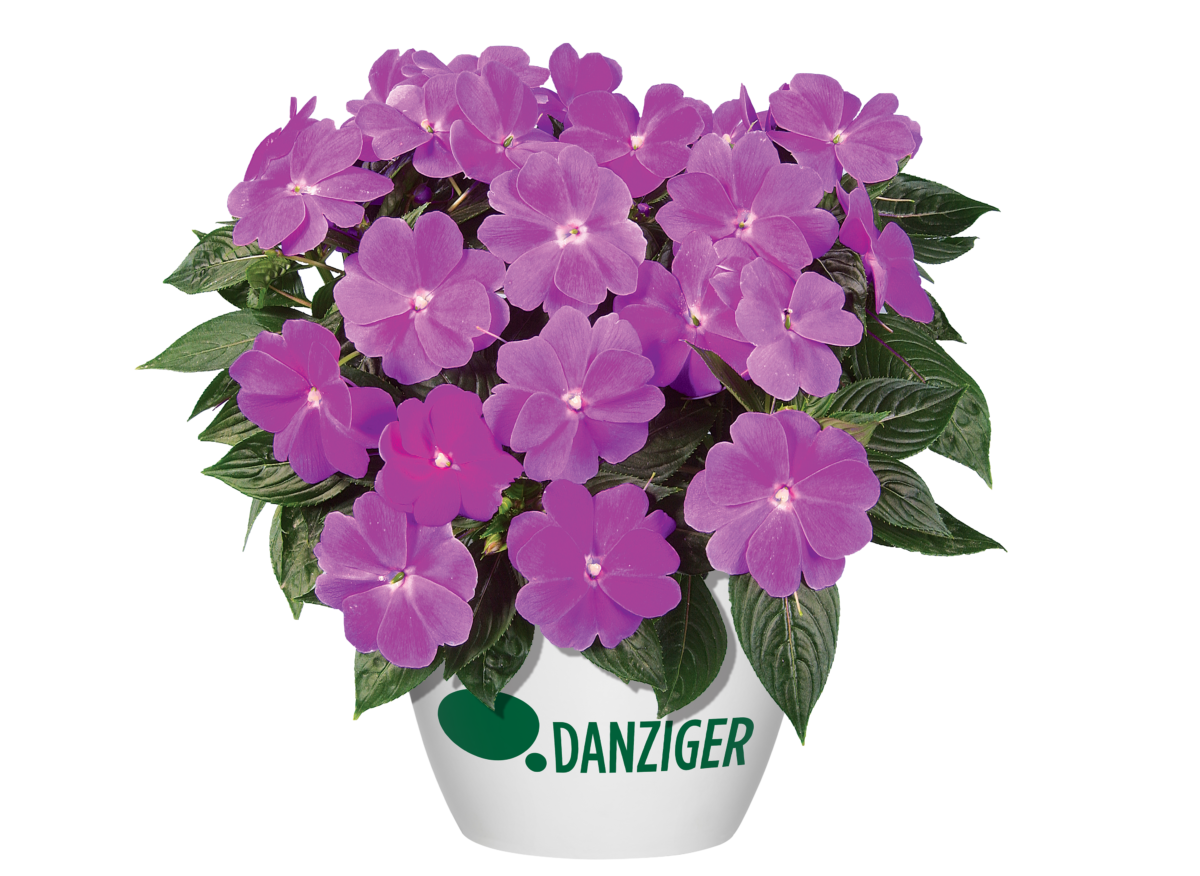 Harmony® Dark Lilac