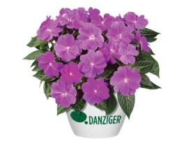 Harmony® Dark Lilac